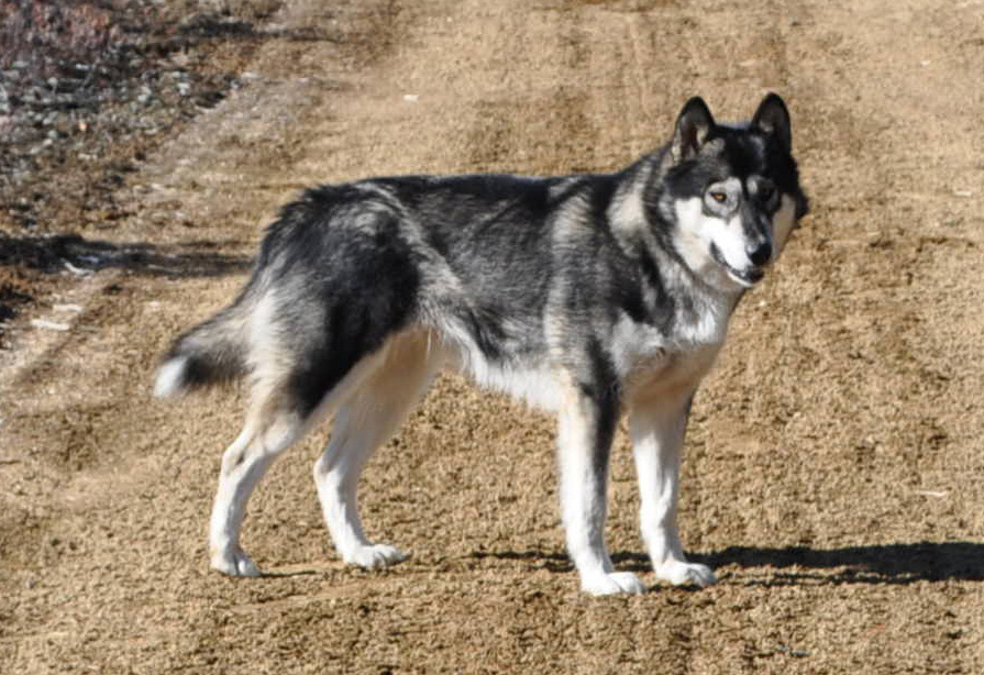 Nordic shop light malamutes