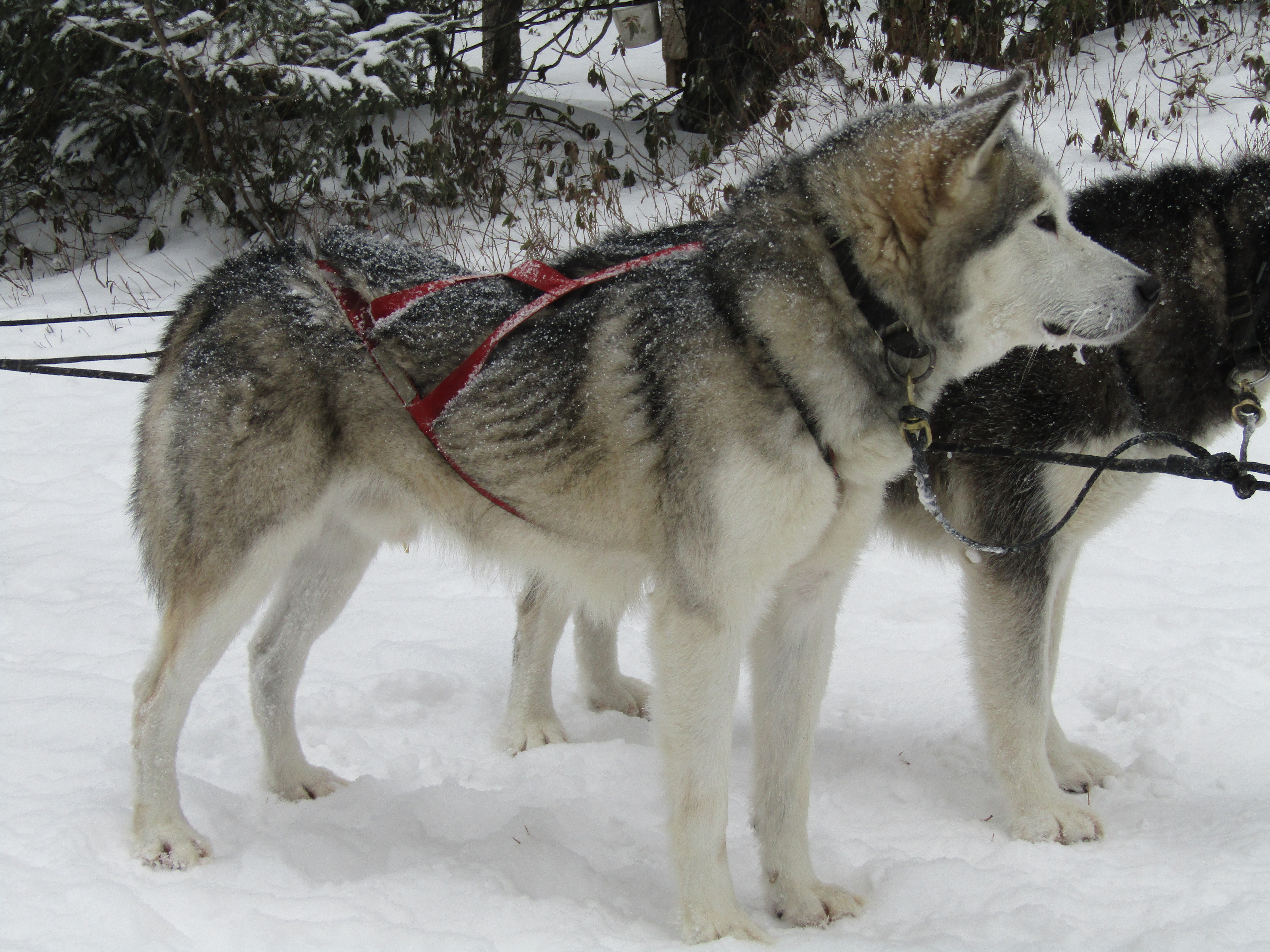 Males | Nordiclight Malamute