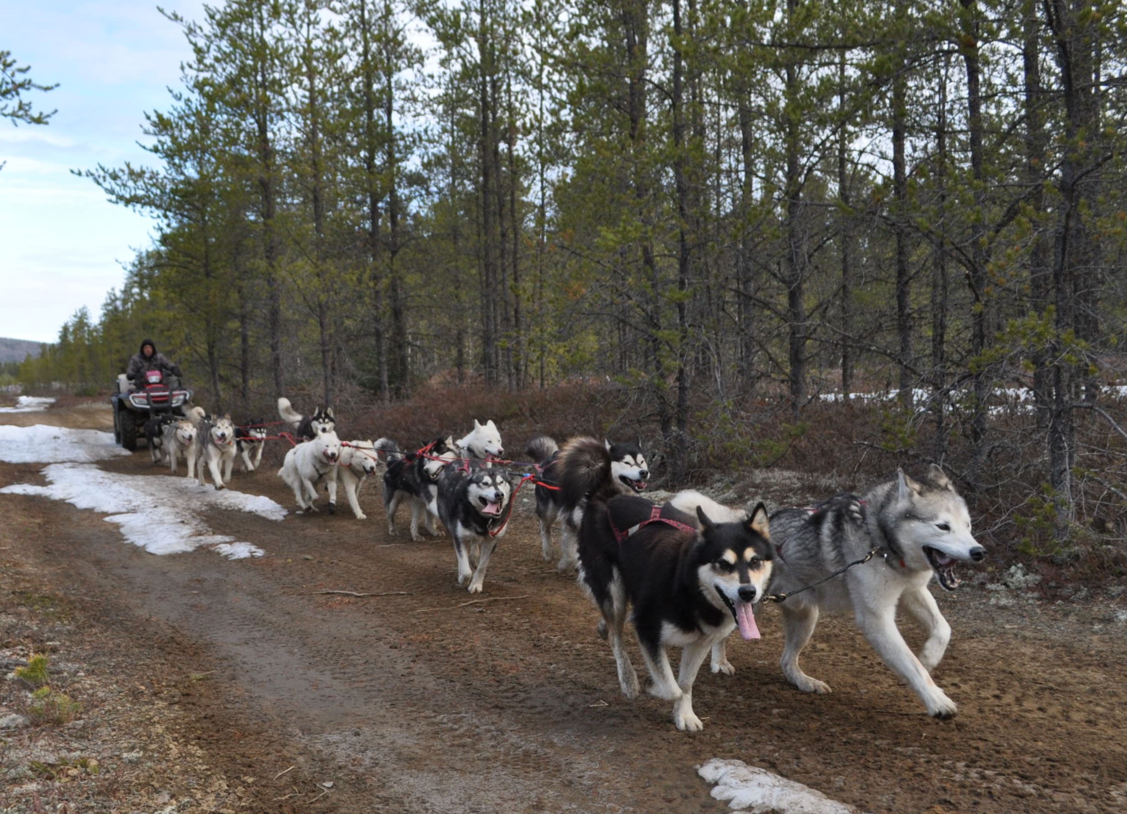 nordic light malamutes