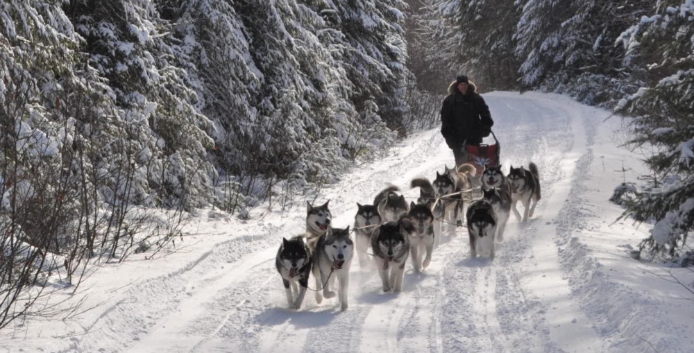 nordic light malamutes