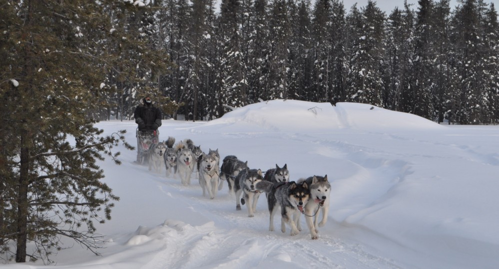 Nordiclight Malamute