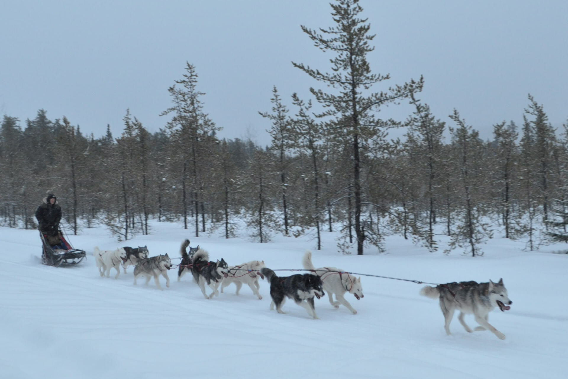 nordic light malamutes