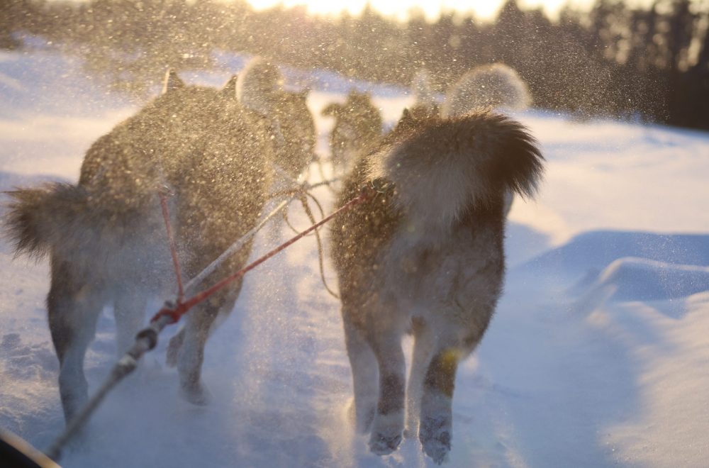 Nordiclight Malamute