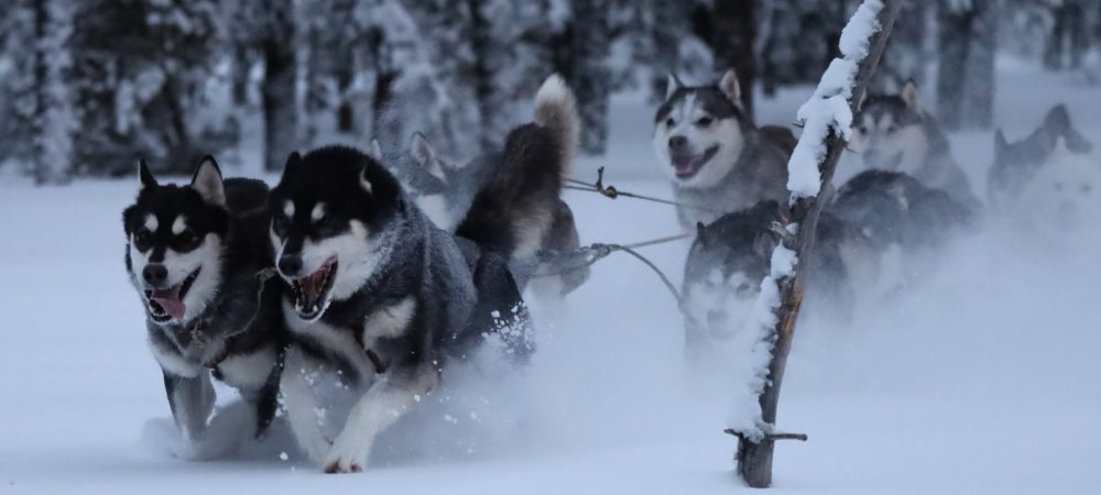 Nordiclight Malamute