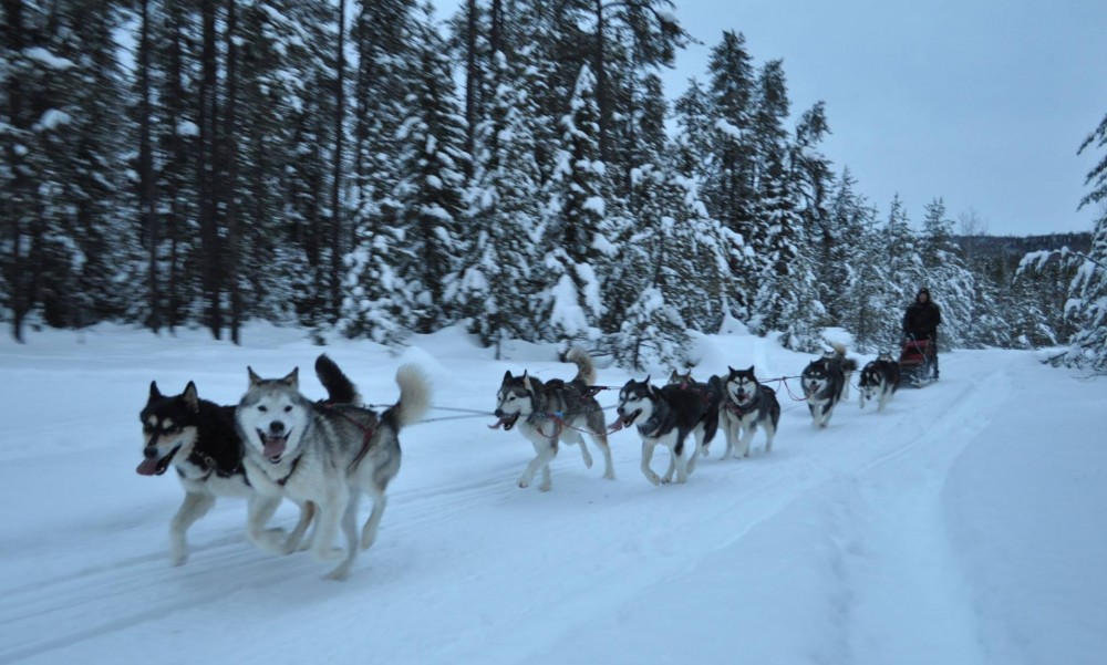 Nordiclight Malamute