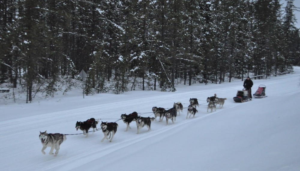 nordic light malamutes
