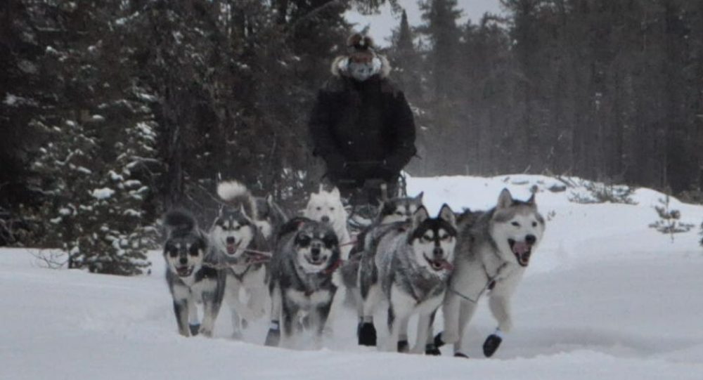 Nordiclight Malamute