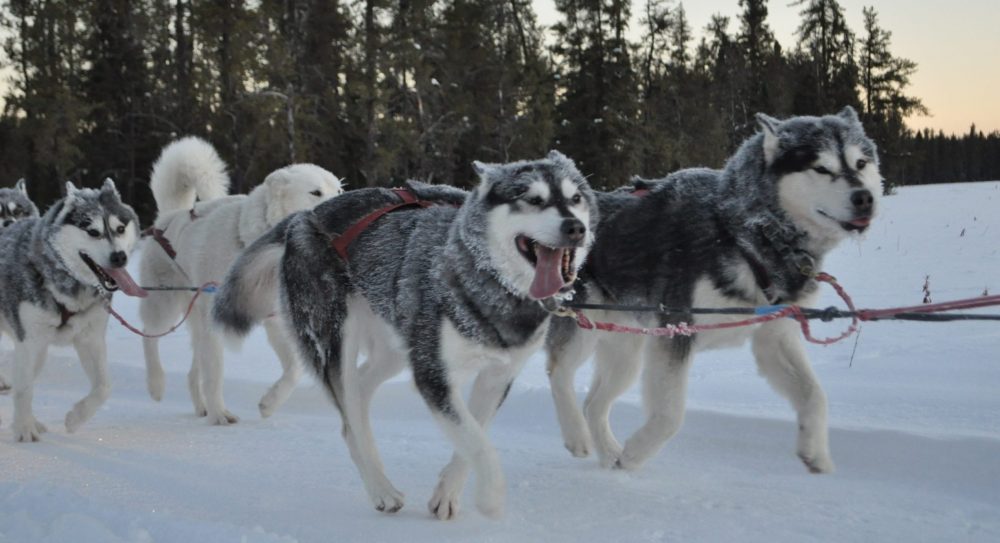 Nordiclight Malamute