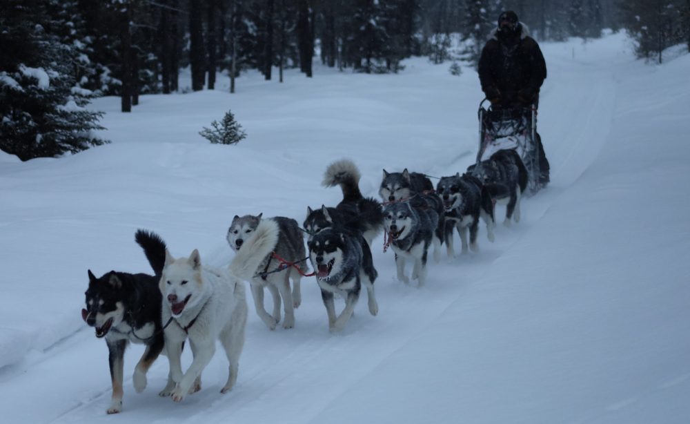 Nordiclight Malamute