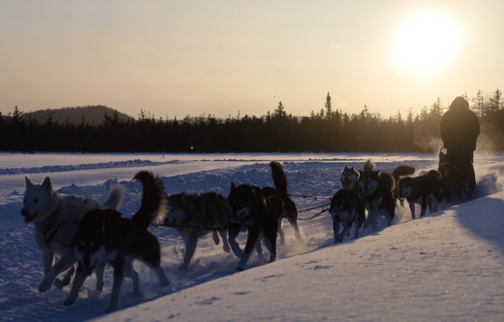 Nordiclight Malamute