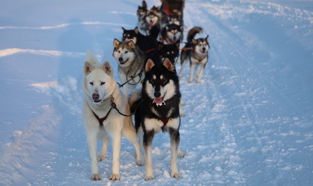 Nordiclight Malamute