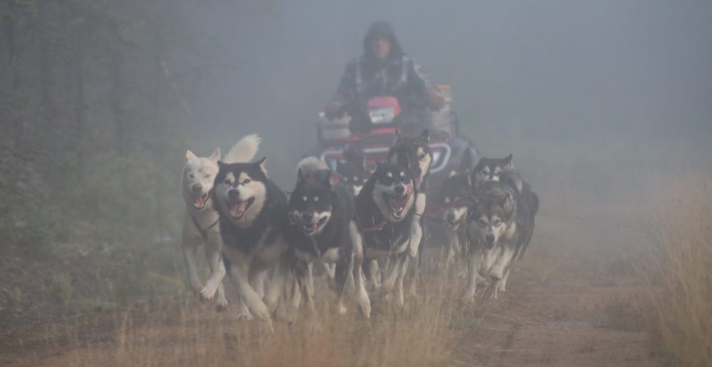 Nordiclight Malamute