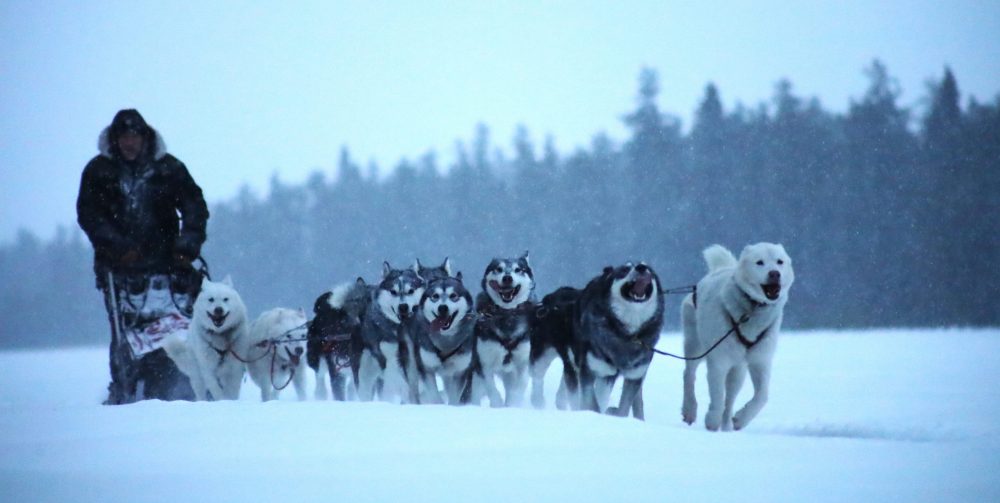 Nordiclight Malamute