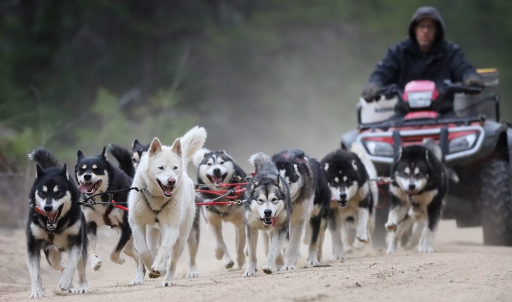 Nordiclight Malamute