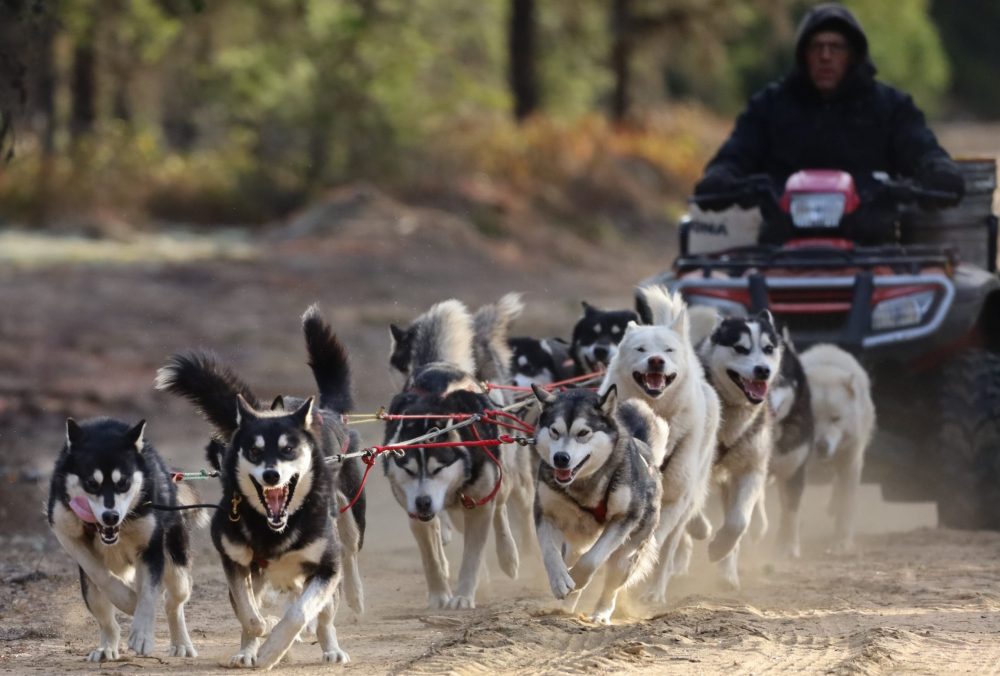 Nordiclight Malamute