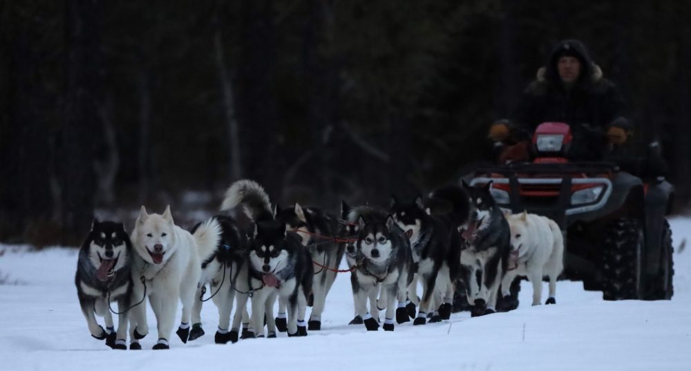 Nordiclight Malamute