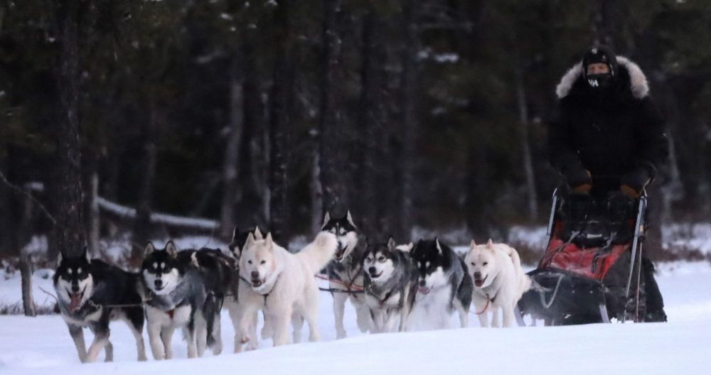 Nordiclight Malamute