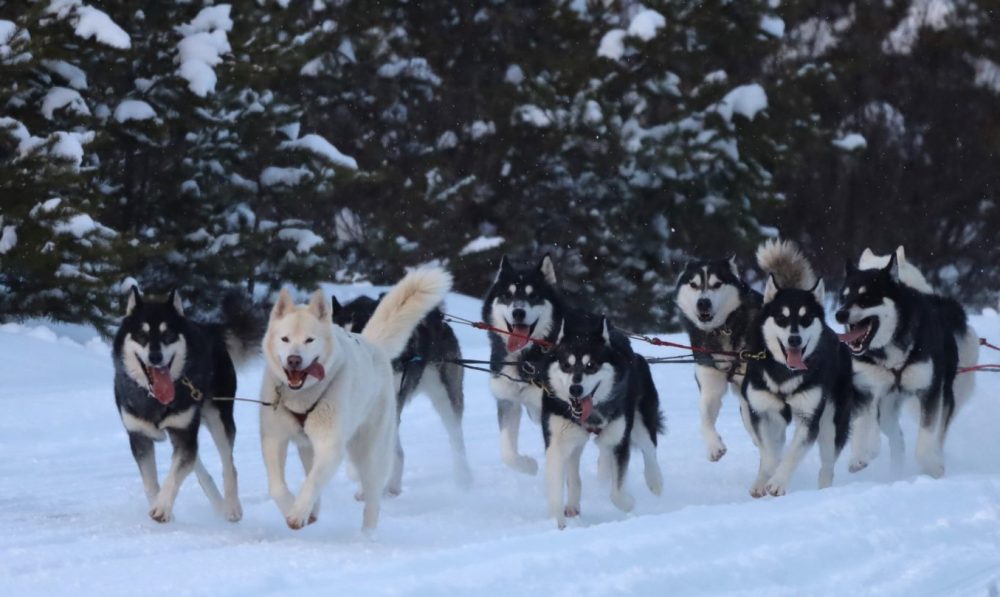 Nordiclight Malamute