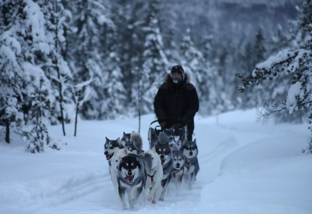 Nordiclight Malamute