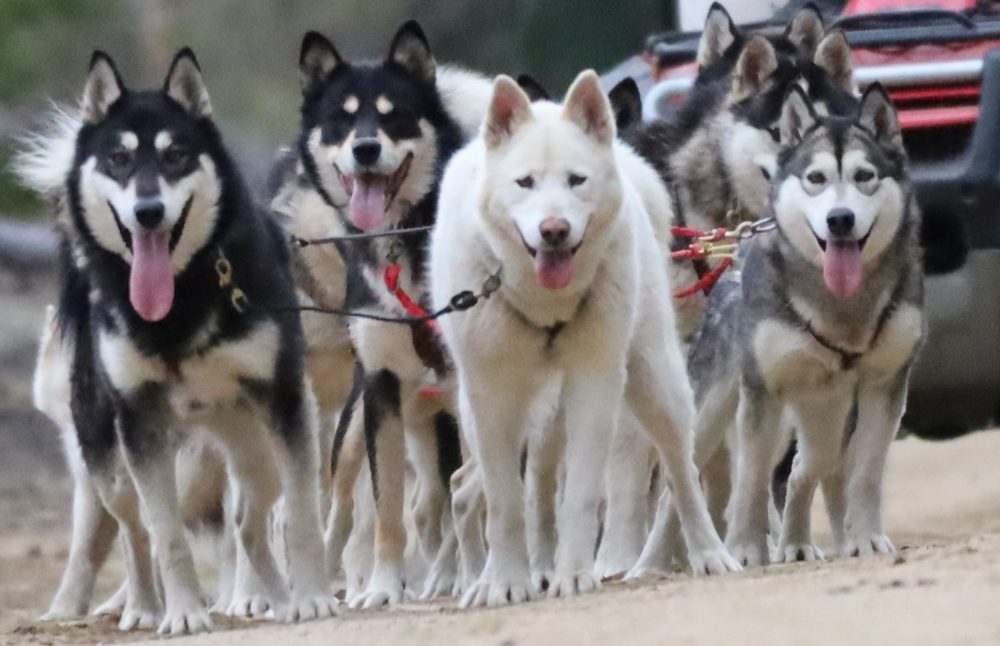 Nordiclight Malamute