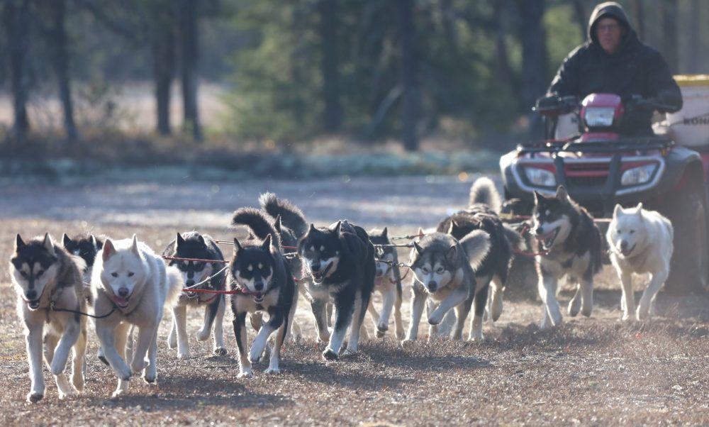 Nordiclight Malamute