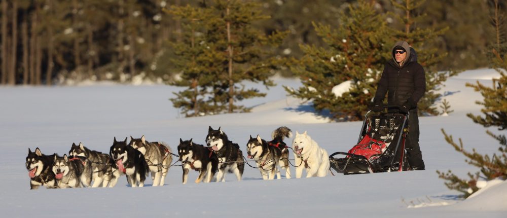 Nordiclight Malamute