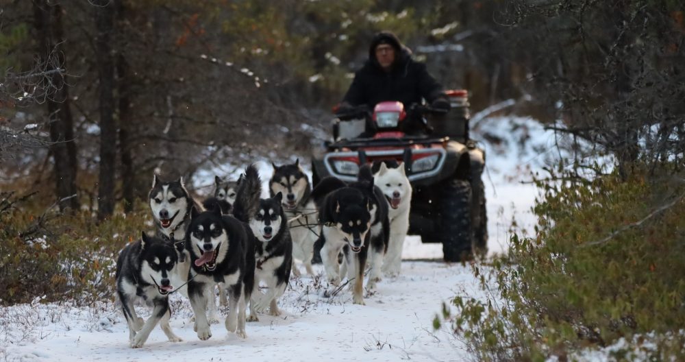 Nordiclight Malamute