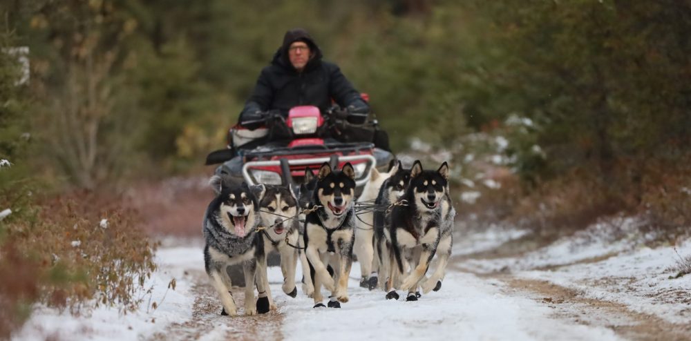 Nordiclight Malamute
