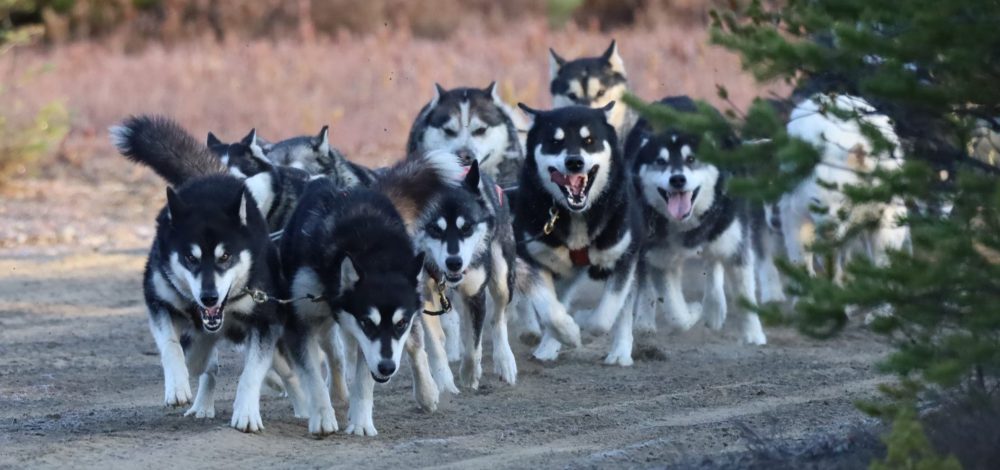 Nordiclight Malamute